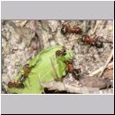 Formica -Serviformica- sanguinea - Blutrote Raubameise 14 9mm.jpg